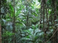 Queensland, Rain Forests