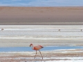 Flamingos