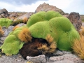 Parque nacional Volcan Isluga