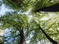 Linnansari-National-Park